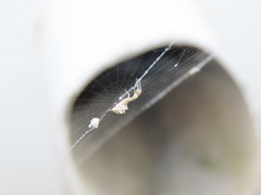 Uloborus walckenaerius