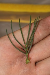 Psoralea ivumba