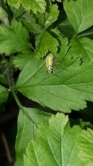 Polydrusus pterygomalis