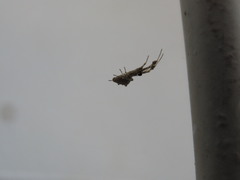 Uloborus walckenaerius