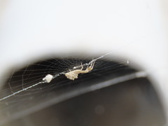 Uloborus walckenaerius