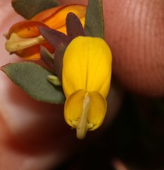 Rafnia capensis capensis