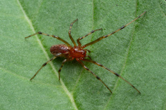 South American social spider