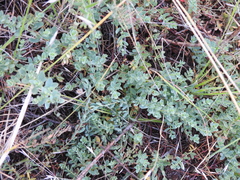 Phyllanthus polygonoides, photograph (c) saltyhiker, some rights reserved (CC BY)