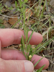 Pombalia verticillata