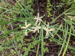 Iris chrysophylla