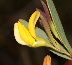 Rafnia capensis capensis