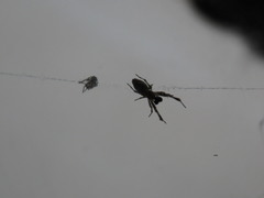 Uloborus walckenaerius