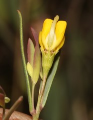 Rafnia capensis capensis