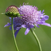Sweet Scabious - Photo (c) kenttrulsson, some rights reserved (CC BY-NC), uploaded by kenttrulsson
