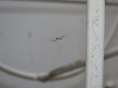 Uloborus walckenaerius