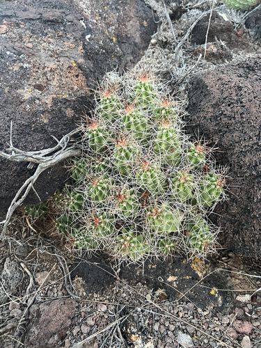 Mojave Kingcup Cactus
