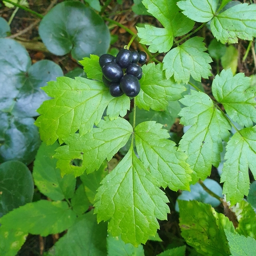 Наблюдение на iNaturalist