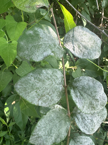 snowberry powdery mildew