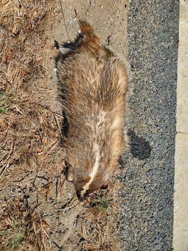 American Badger