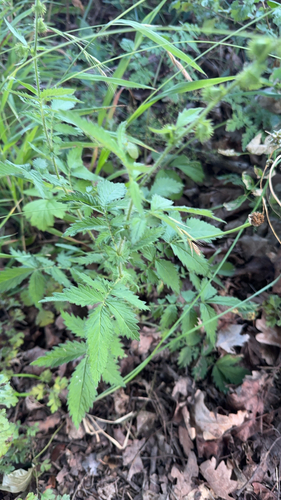 Fragrant Agrimony