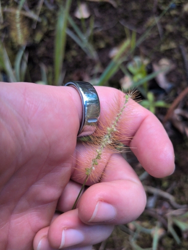 Setaria parviflora observed 2026-08-02