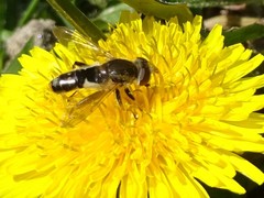 Anasimyia bilinearis