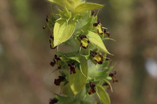 Sideritis montana, photograph 4