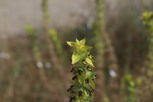 Sideritis montana, photograph 5