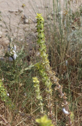 Sideritis montana, photograph 6