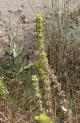 Sideritis montana, photograph (c) Se Lena, some rights reserved (CC BY)