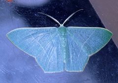 Pelagodes antiquadraria