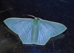 Pelagodes antiquadraria