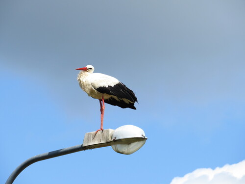White Stork