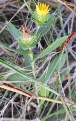 Grindelia adenodonta, photograph (c) saltyhiker, some rights reserved (CC BY)