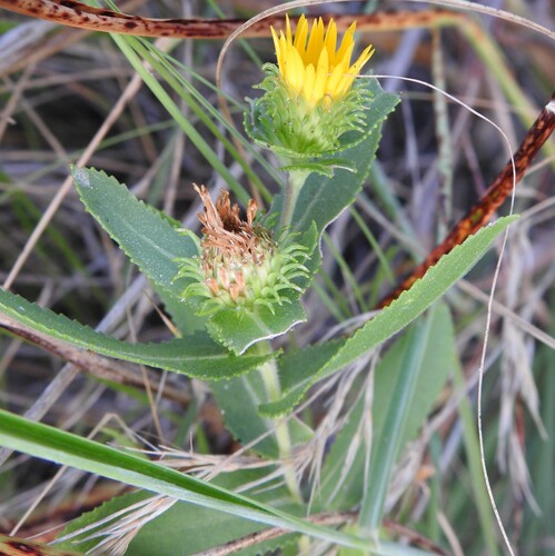 Grindelia adenodonta, photograph 3