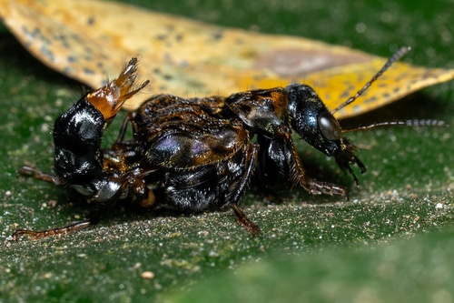 Leistotrophus versicolor