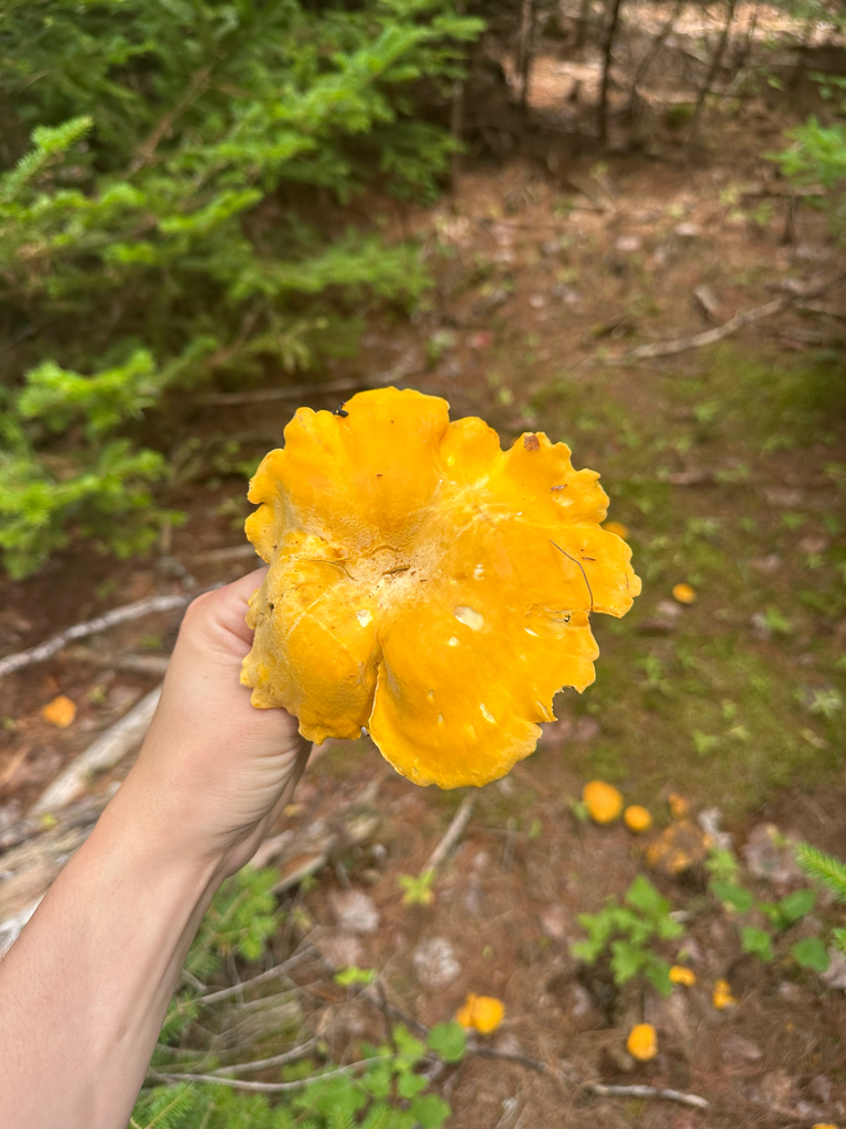 Newfoundland chanterelle · August 2026 · photo: Photo: (c) Bernadette Kavanaugh, some rights reserved (CC BY) · iNaturalist