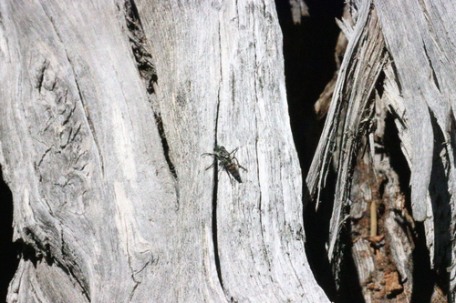 iNaturalist observation photo of Cyrtopogon