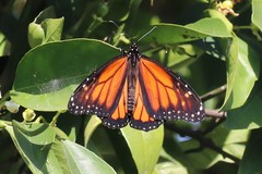 Danaus plexippus