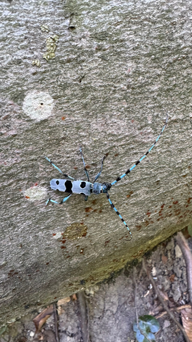 Alpine longhorn Rosalia