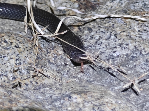 Cape Wolf Snake