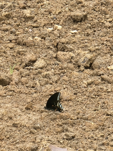 Spicebush Swallowtail