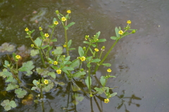 Ranunculus ophioglossifolius