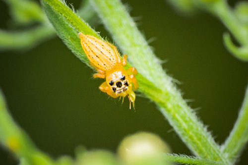 Jumping spiders photo 4