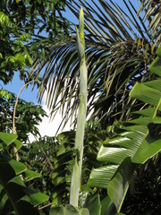 Phenakospermum guyannense