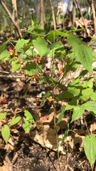 Epimedium