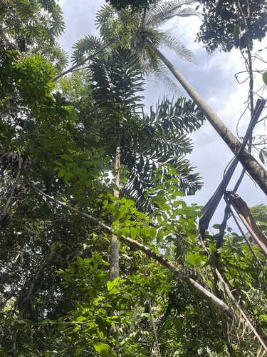 Socratea exorrhiza, photograph 2