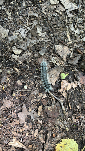 iNaturalist observation photo of Walnut Caterpillar Moth