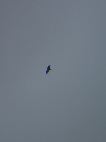 Black Kite