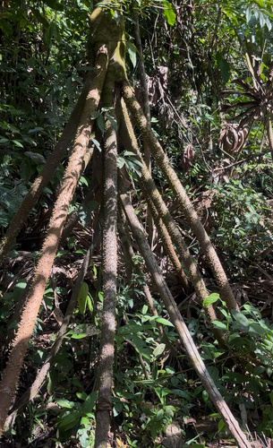 Socratea exorrhiza, photograph 1