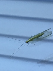 Chrysoperla pudica-group