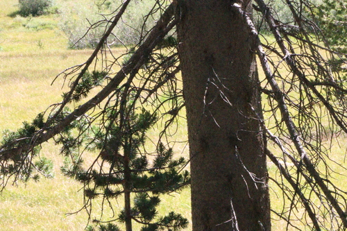 iNaturalist observation photo of Mountain Chickadee