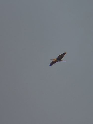 Purple Heron