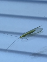 Chrysoperla pudica-group